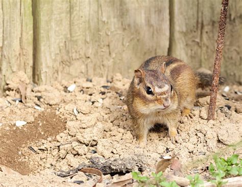 360 Chipmunk Burrow Stock Photos Pictures And Royalty Free Images Istock