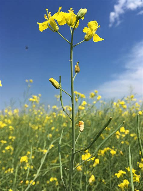 Does canola oil have any benefits? New canola flower midge officially named and described ...