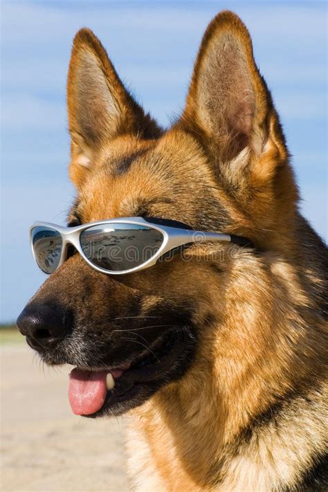 Head Of The German Shepherd With Solar Glasses Aff German Head