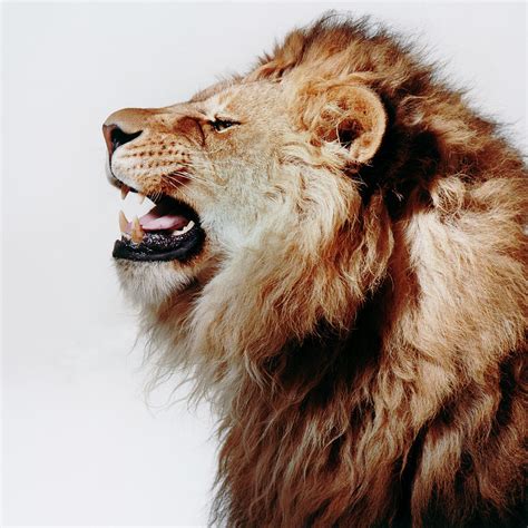 Lion Roaring Profile