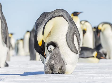 Antarctica Animals Wildlife Guide To Antarctica Cruises Chimu Adventures