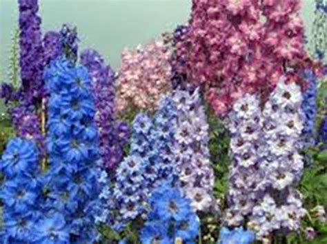 Larkspur Giant Imperial 1000 Seeds Newly Harvested A Great Cut Flower