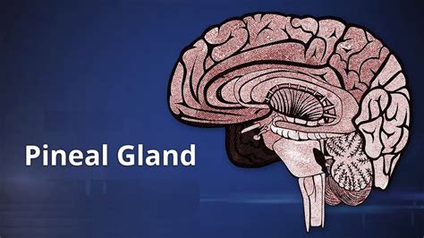 What Is The Pineal Gland And Why Is It So Important