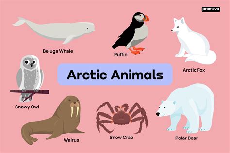 Vocabulary Of Animals That Live In The Arctic