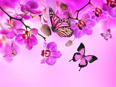 Pink Butterflies And Flowers 5000x3750 Wallpaper
