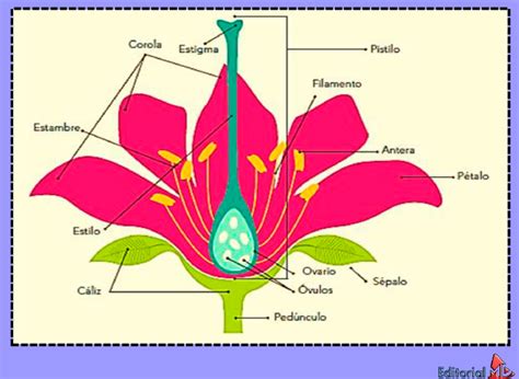 Partes De Una Flor Primaria Partes De Una Flor Ilustraci N Del Vector Ilustraci N De Sepal