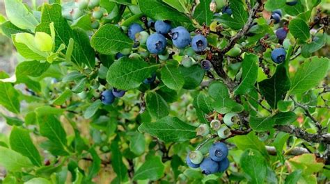 How To Grow Blueberries A Garden Season Growing Guide