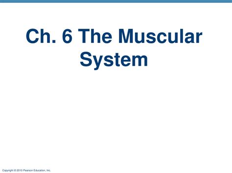 Ppt Ch 6 The Muscular System Powerpoint Presentation Free Download