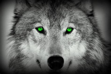 Image Wolf Green Eyes Wolfquest Wiki Wikia