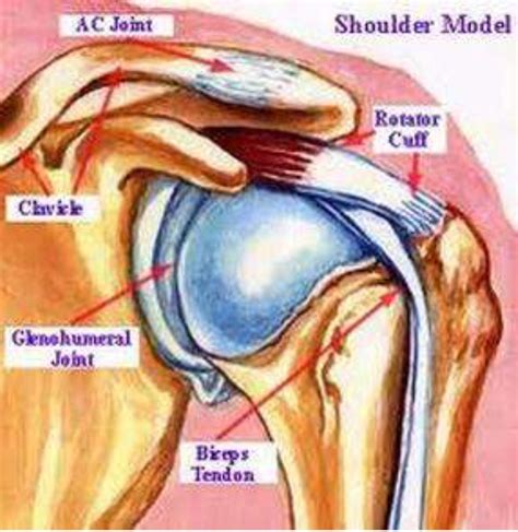 Shoulder Pain Rotator Cuff Tendinopathy Impingement Syndrome