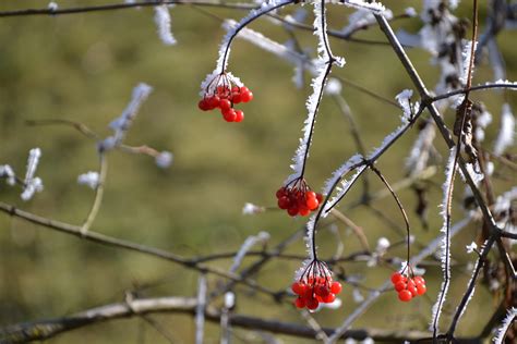 Free Images Tree Nature Branch Blossom Winter Berry Leaf