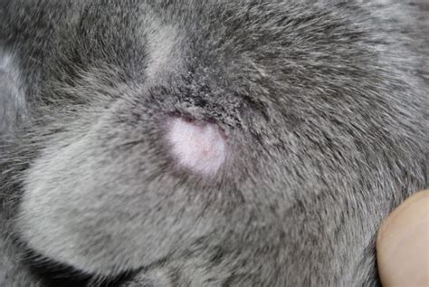 Ringworm In Cats Pictures Symptoms Treatment And Prevention
