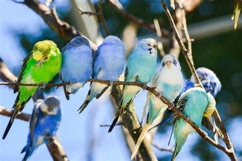 Parakeets List Of Types Care As Pets Lifespan Pictures