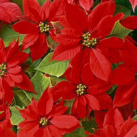 Christmas Poinsettias Wallpapers Wallpaper Cave