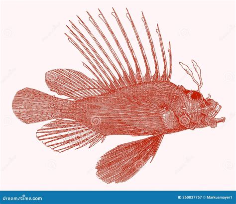 Pterois Volitans De Lionfish Rojo Ilustración Del Vector Ilustración