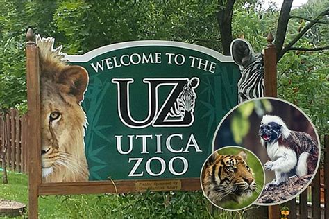 Heres 7 Animals You Didnt Know Were Endangered At The Utica Zoo