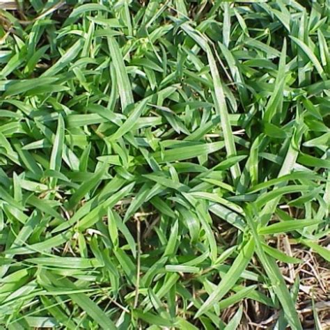 Answers For Common Florida Lawn Weeds Heron Home And Outdoor