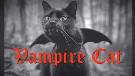 Monk And Beans Vampire Cat Youtube
