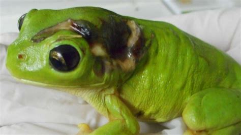 Tiny tree frog travels more than 700 miles for treatment - ABC7 Chicago