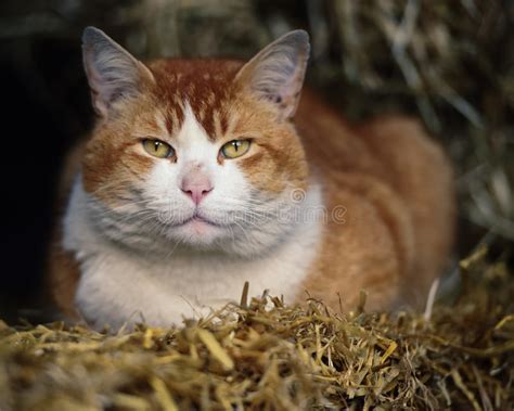 Farm Cat Lying On Hay Stock Photo Image Of Eyes Points 54639074
