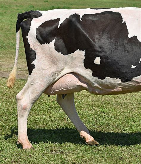 Best Cow Tail Stock Photos Pictures And Royalty Free Images Istock