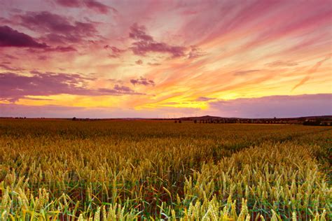 Sunset Over Wheat Fields Nick Ribaudo Flickr