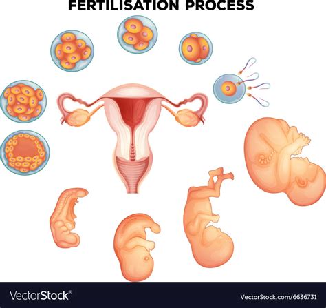 fertilisation process on human royalty free vector image
