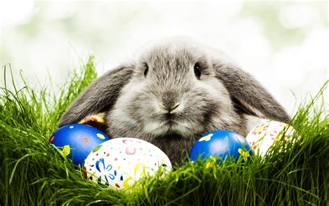 A Real Easter Bunny Comes With Real Consequences National Humane