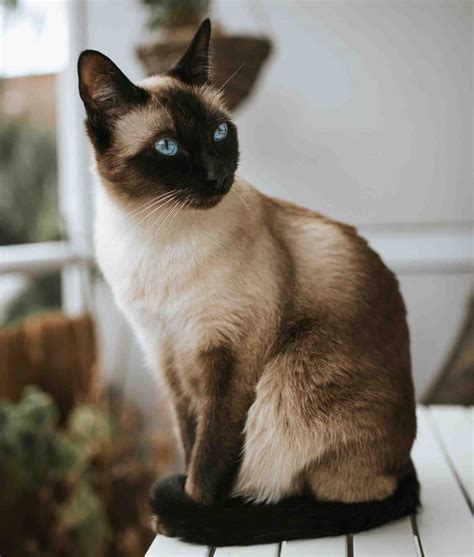 Seal Point Siamese Cats Admirer