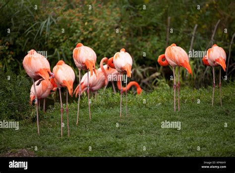 Group Of Pink Flamingos Stock Photo Alamy