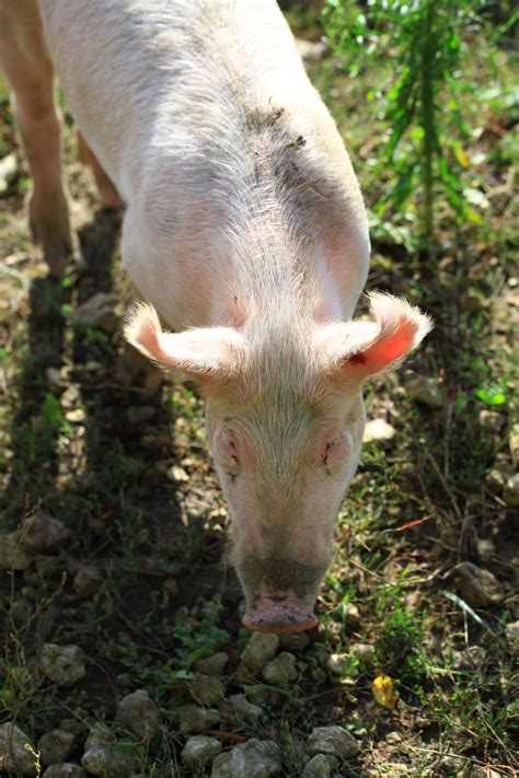 Fotos Gratis Granja Pastar Rosado Fauna Vertebrado Cerdo Cerdo