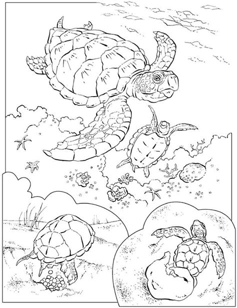 Voir plus d'idées sur le thème tortue, tortue terrestre, tortue de terre. Coloriages de tortue