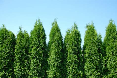 How To Grow Green Giant — Tips For Raising Arborvitae