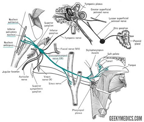 The Glossopharyngeal Nerve Cn Ix Cranial Nerves Geeky Medics
