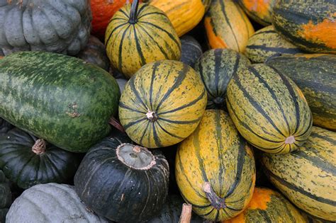 When To Harvest Spaghetti Squash Find Out The Best Season Grow