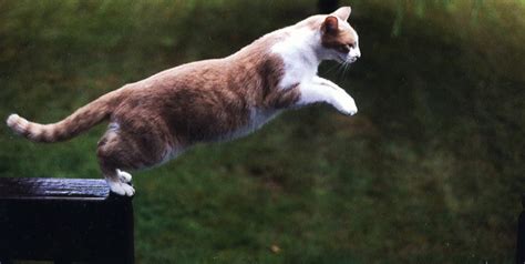 Funny Cat Jump Fails 16 Widescreen Wallpaper