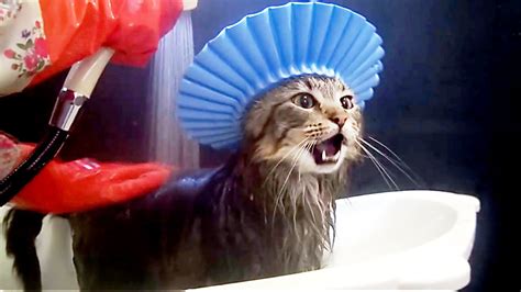Cats In The Bath Funny Compilaition World Cat Comedy