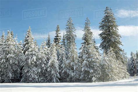 Snow Covered Pine Trees Under A Blue Sky Near Twin Lakes Idaho