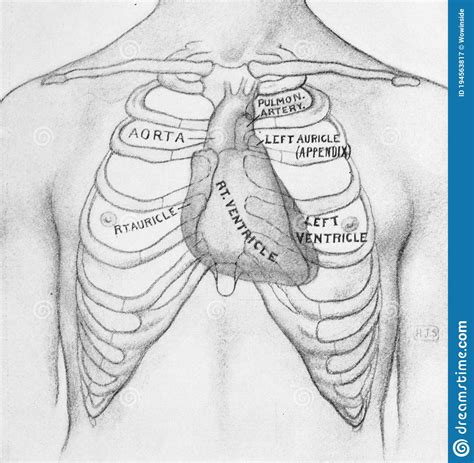 Rib Cage And Structure Of Heart In The Old Book Physical Diagnosis By