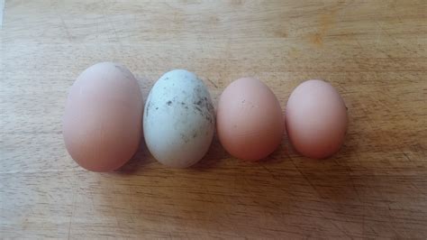 Our Smallholding Adventure Eggs Is Eggs January Round Up