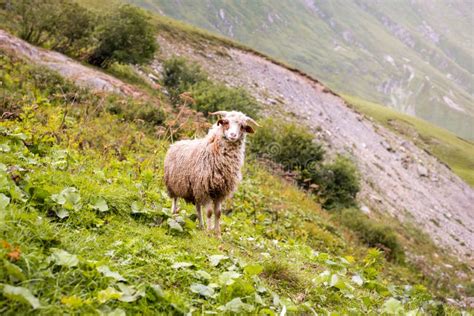 Sheep On A Mountain Farm On A Cloudy Day Beautiful Mountain Landscape