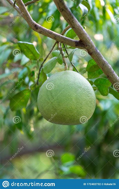 Ripening Fruits Of The Pomelo Natural Citrus Fruit Green Pomelo