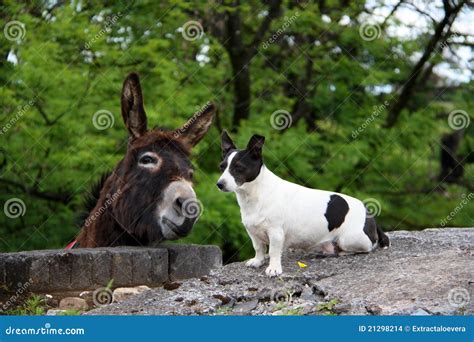 Donkey And Dog Stock Images Image 21298214