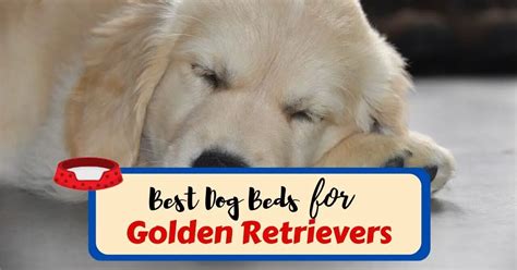 The 6 Best Dog Beds For Golden Retrievers In 2023 Dog Supply Insider