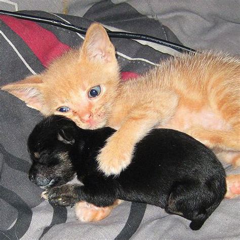 Kittens And Puppies Hugging