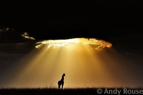 Giraffe Backlit Nature Photographs Photography Wildlife Amazing