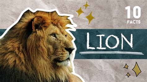 10 Facts About Lion Youtube
