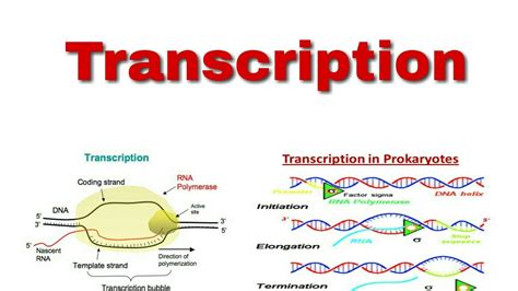 Dna Transcription In Prokaryotes Youtube