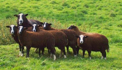 Rack Of Balwen Lamb Welsh Mountain Sheep Berties Food And Drink