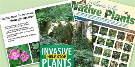 Clean Rivers Education Resources About Native And Invasive Plants
